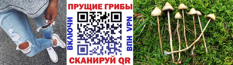купить   Добрянка  OMG как войти  Галлюциногенные грибы Cubensis 